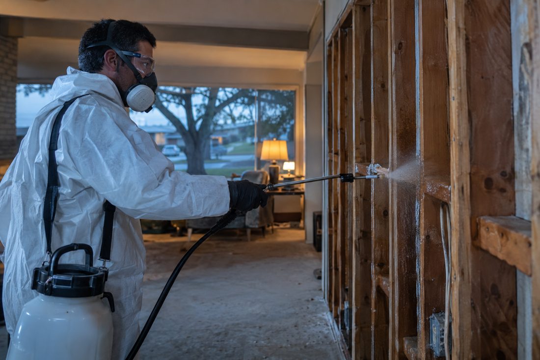 An antimicrobial sprayer being used on exposed wall studs at a 1960s ranch house with a valley oak in California's Central Valley in Modesto, CA